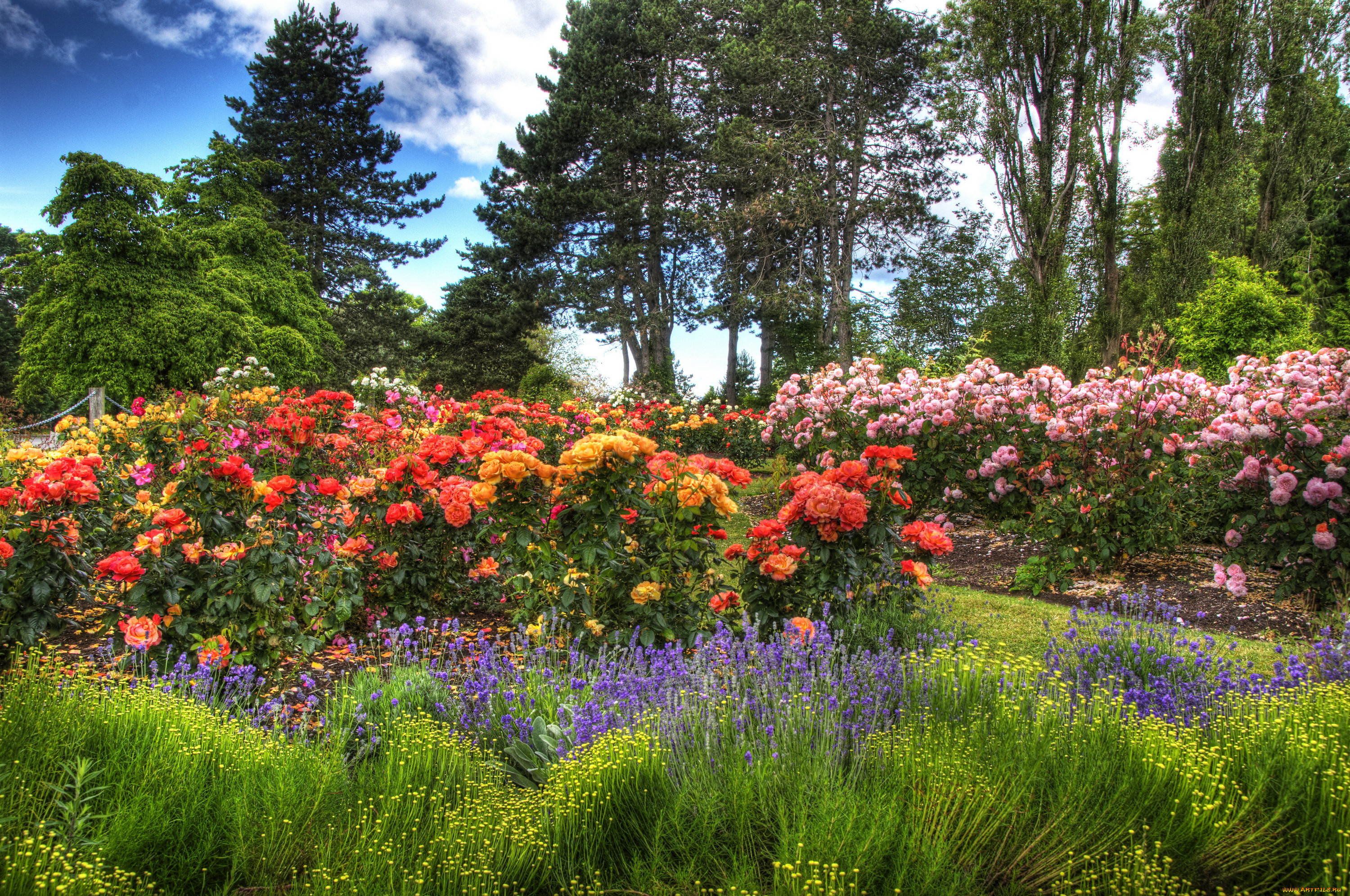 Фото сада летом. Канада сады Queen Elizabeth Garden Ванкувер. Канада парки розарии. Роза Хейдл парк. Розы в саду.